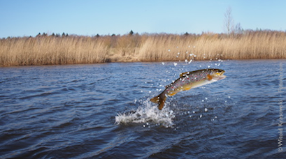 Fischkrankheiten bekämpfen