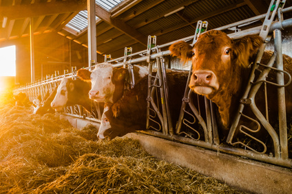 Kalk von Otterbein für Landwirtschaft