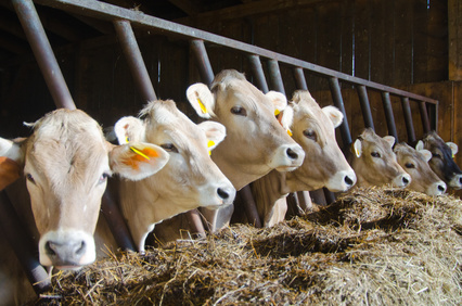 Subacal Futterkalk von Otterbein für gesunde Kühe