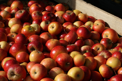 Kalk von Otterbein für Fruchtlagerräume