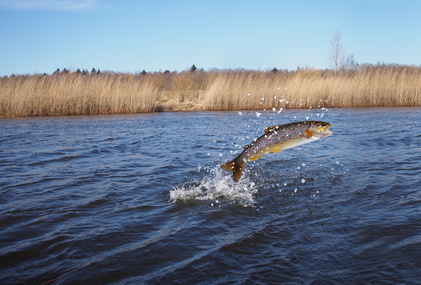 Kalk von Otterbein für Gewässer, Nährstoffversorgung für Fische