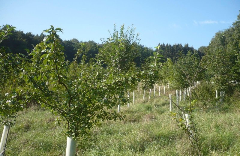 OTTERBEIN schafft Waldausgleichsflächen